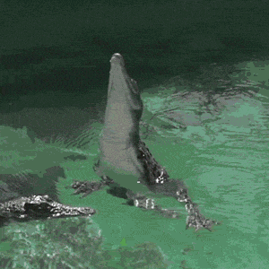 crocodilians, evolution, submerged, dangerous, human attacks, safety tips, dinosaurs