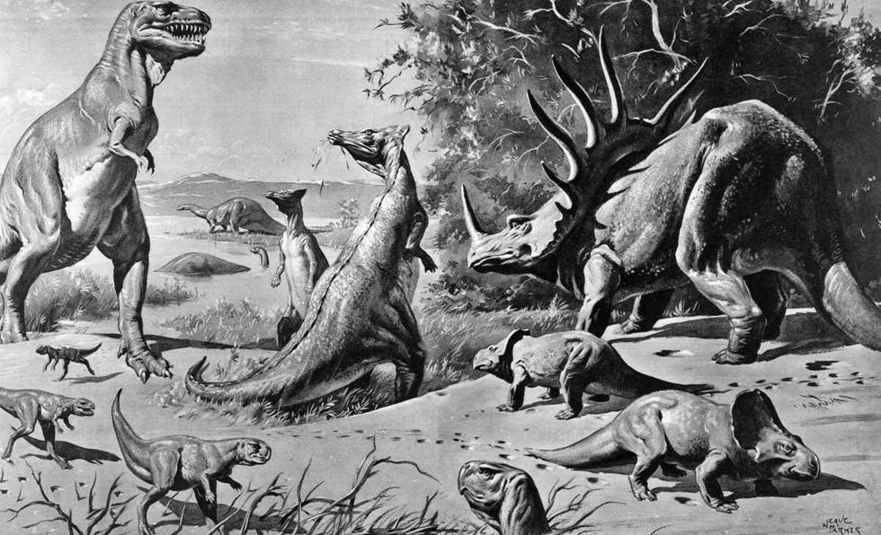 dinosaurs, triceratops, meat eaters, dino bones, t-re