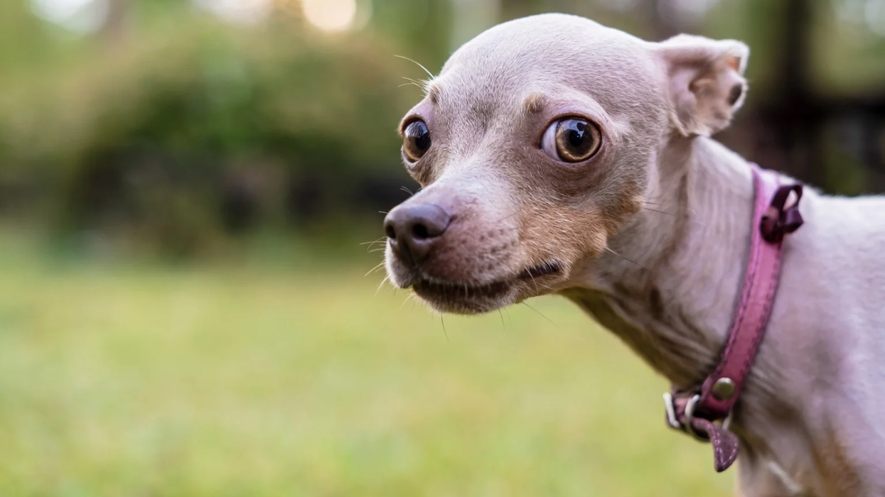 dog intelligence, Akiko Takaoka, Kyoto University, dog psychology, animal cognition, trustworthy, dogs and liars, canine science, pet behavior, animal studies