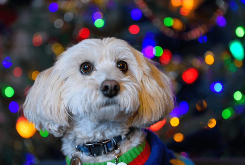 dog intelligence, Akiko Takaoka, Kyoto University, dog psychology, animal cognition, trustworthy, dogs and liars, canine science, pet behavior, animal studies