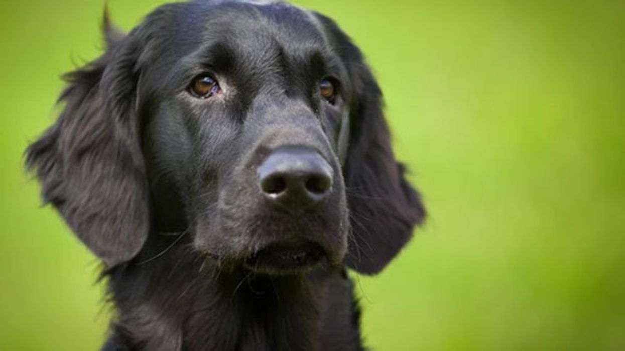 dog intelligence, canine behavior, dog trust, lying to dogs, dog study, animal cognition, smart dogs, dog psychology, pet behavior, dog experiment, canine trust