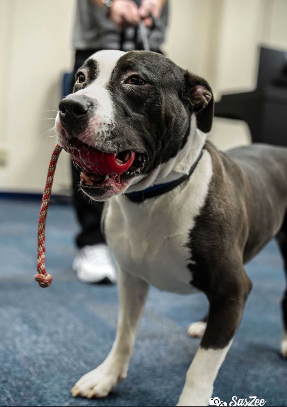 dog, k-9, pit bull, ron the dog, narcostics dogs,