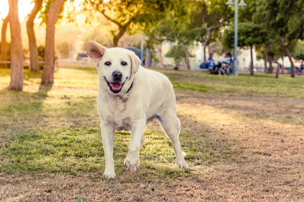 dog, outside, pup, good boy, animal