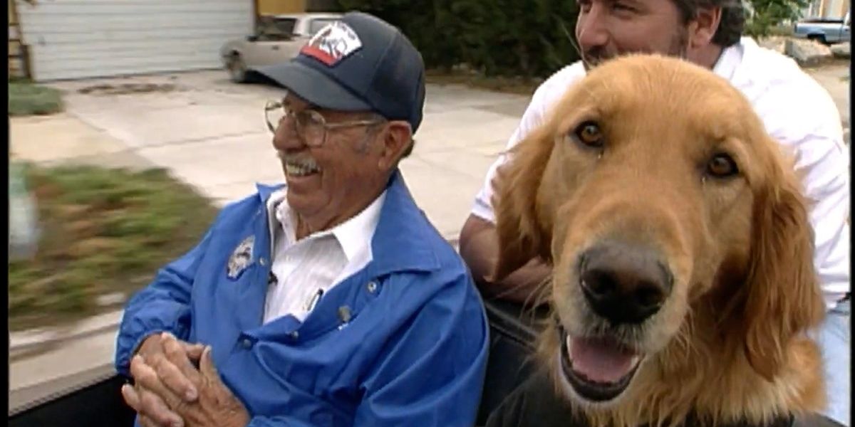 Abandoned dogs in New Zealand are being taught to drive cars in order to help them get adopted
