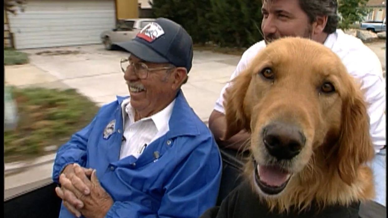 dog, pet tricks, SPCA, driving dog, training, community, fun story, abandoned pets, stupid pet tricks