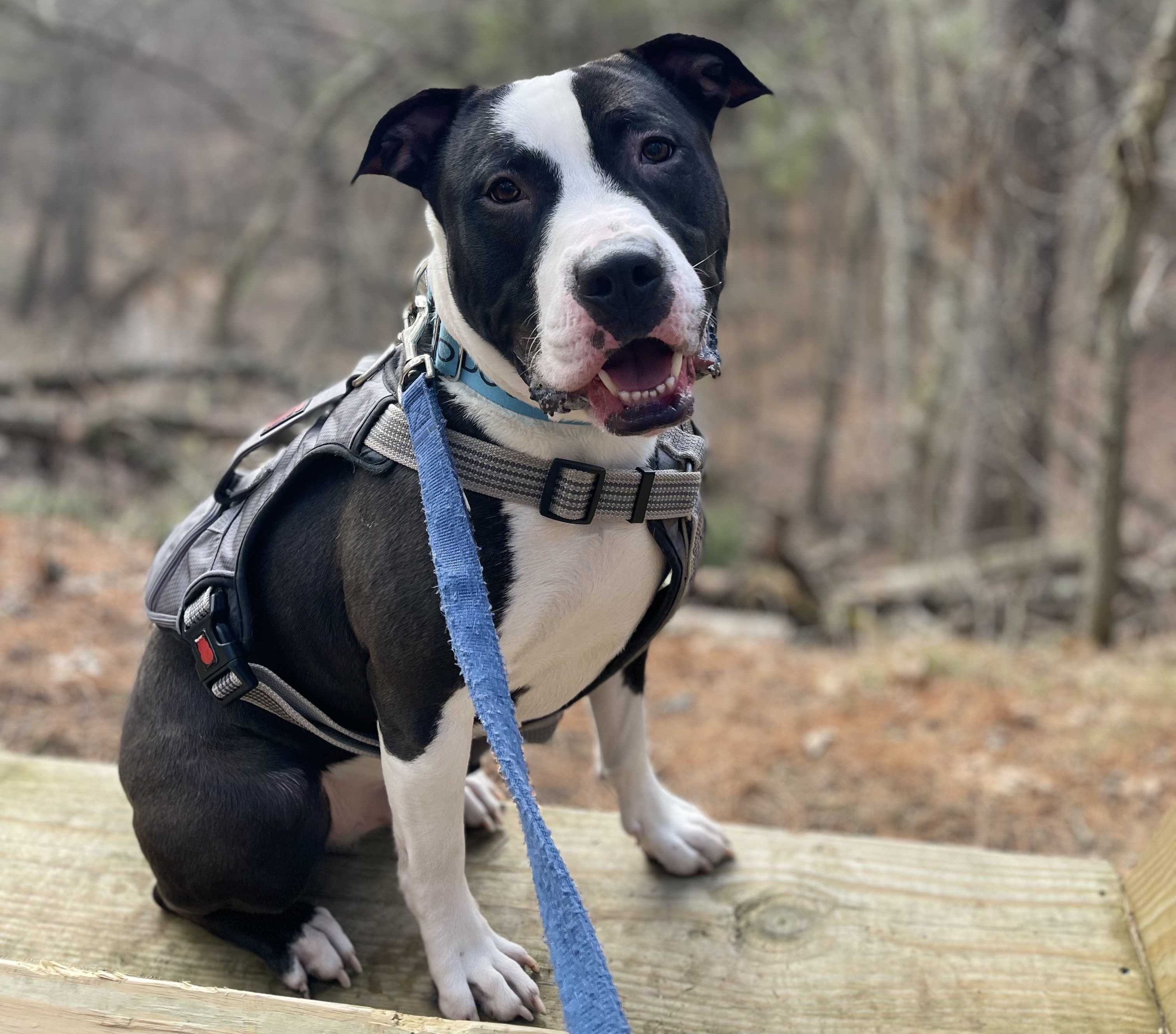 dog, pit bull, k-9, ron the dog, police dog,
