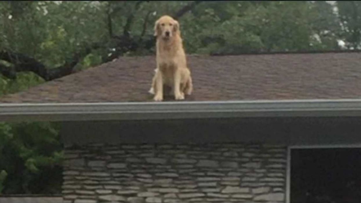 Family posts a very chill note to neighbors explaining why their dog is on the roof