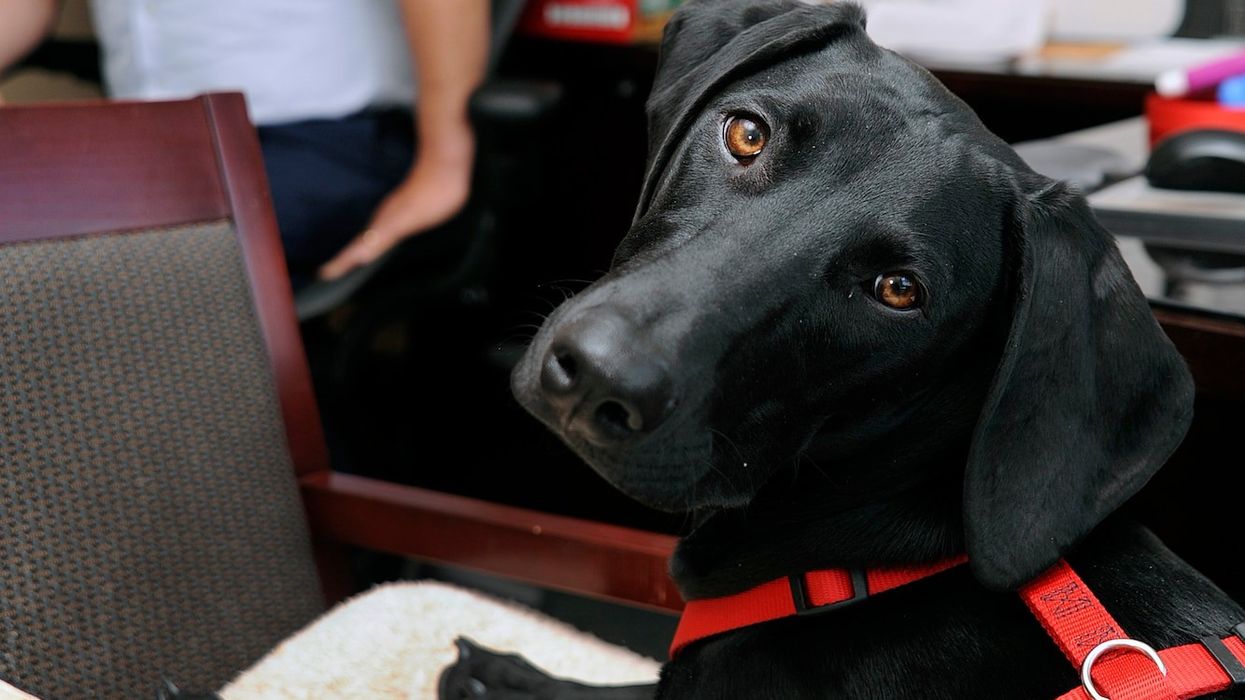 dog, therapy dog, animals, comfort, therapy, air force