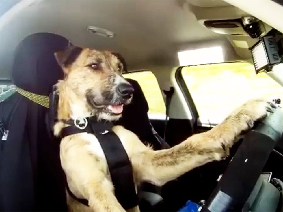 dog training, adoption, pets, community, family pets, border collie