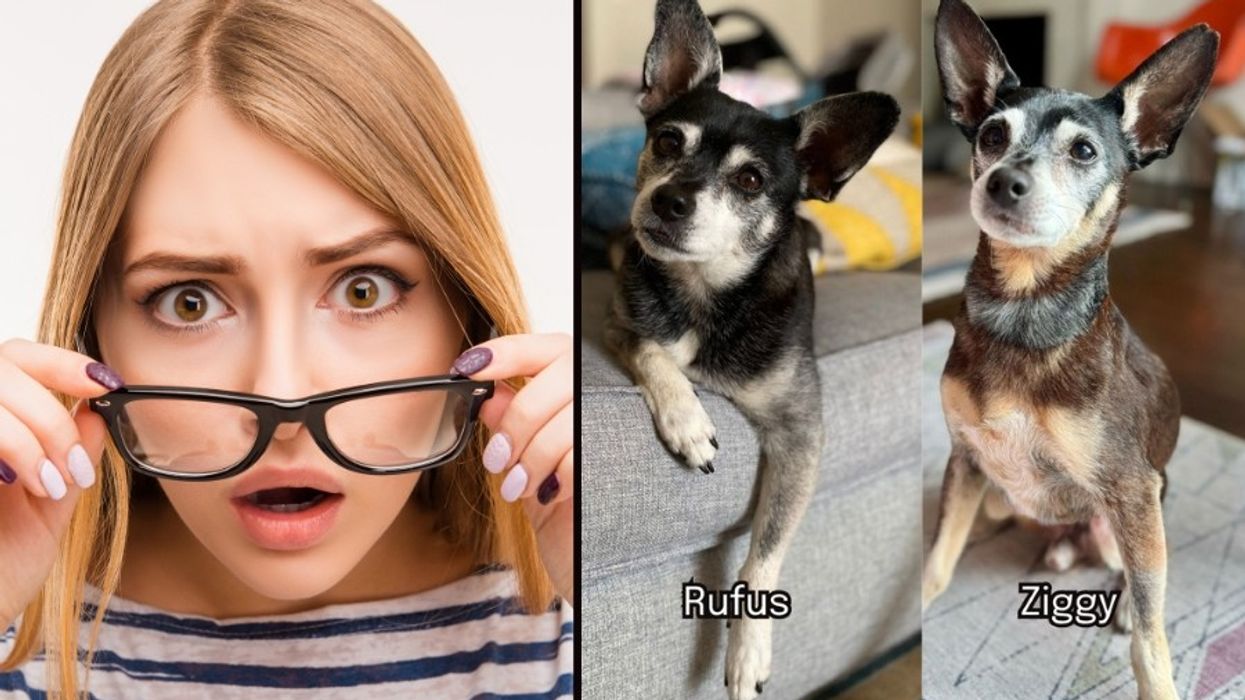 dogs, animal rescue, dna test, pet adoption, grief