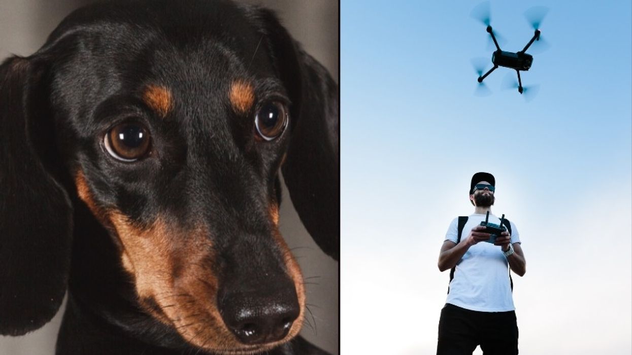 dogs, dog rescues, drones, coyotes, dog videos
