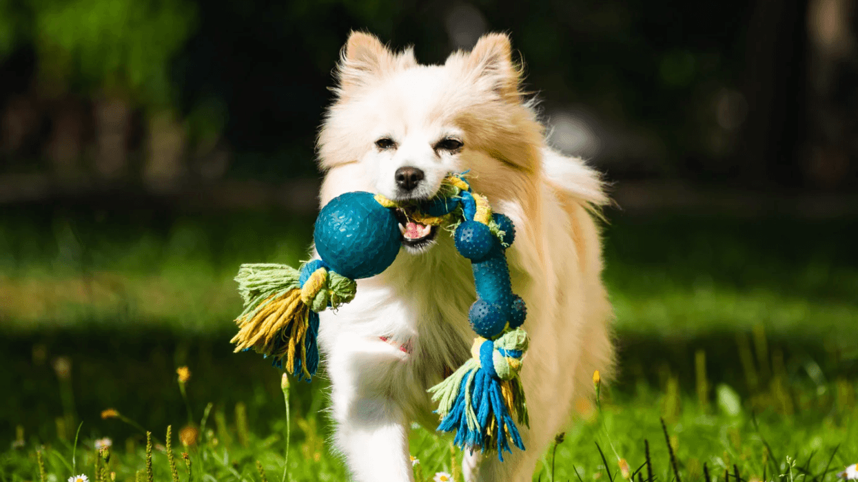 dogs, language, dog training, scientific experiment, pet study