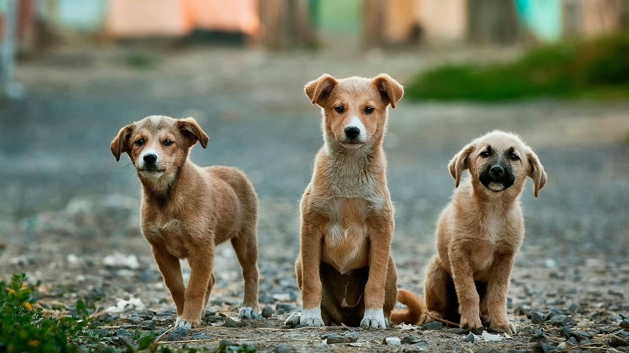 dogs, smell fear,  truth, human behavior, science, study, japan, pointing, sense bad people