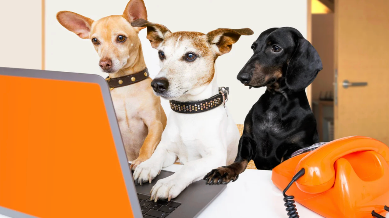 dogs, video calls, separation anxiety, pet care, dog owners