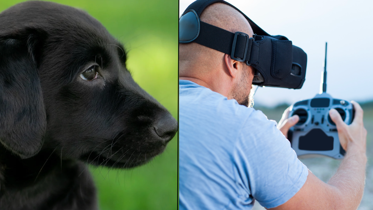 drone, dog rescue, coyote, Whiskey the dog, Chris Laughlin, Natural State Drone Solutions, thermal imaging, Arkansas, KATV, good news