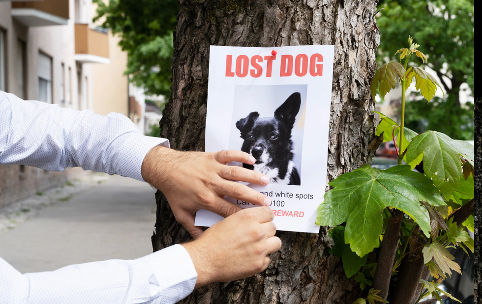 drone, dog rescue, coyote, Whiskey the dog, Chris Laughlin, Natural State Drone Solutions, thermal imaging, Arkansas, KATV, good news