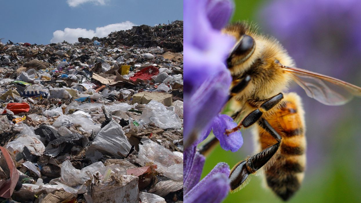 environment, innovation, bees, endangered species, Stanten Island, landfill