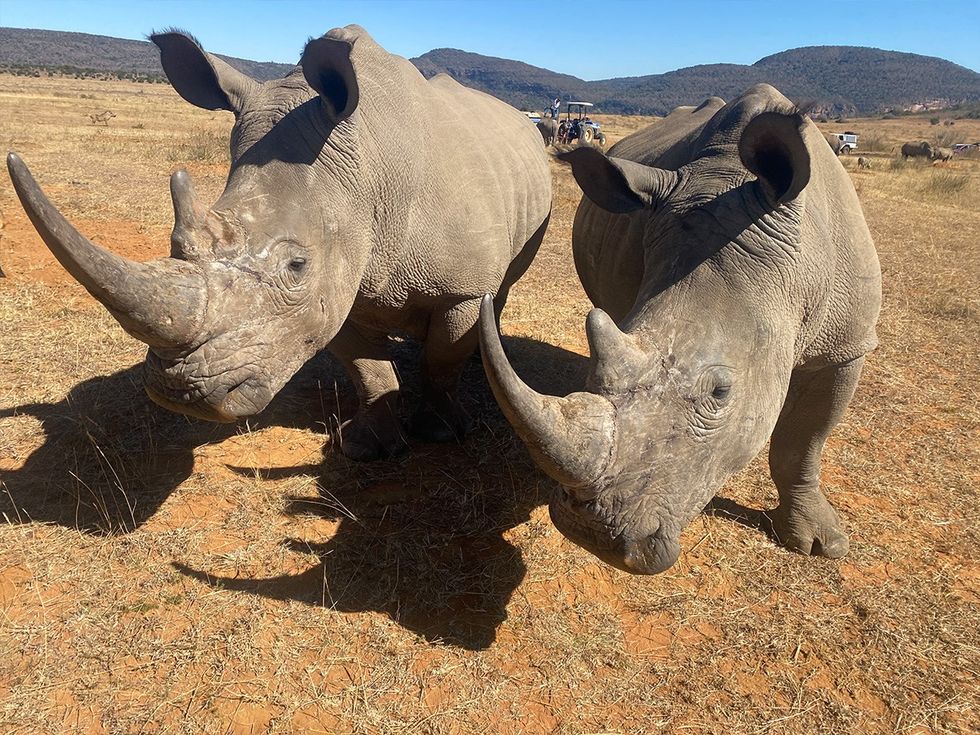 environment, tagging, radioactive material, health monitoring, Rhino Orphanage, non-invasive, customs