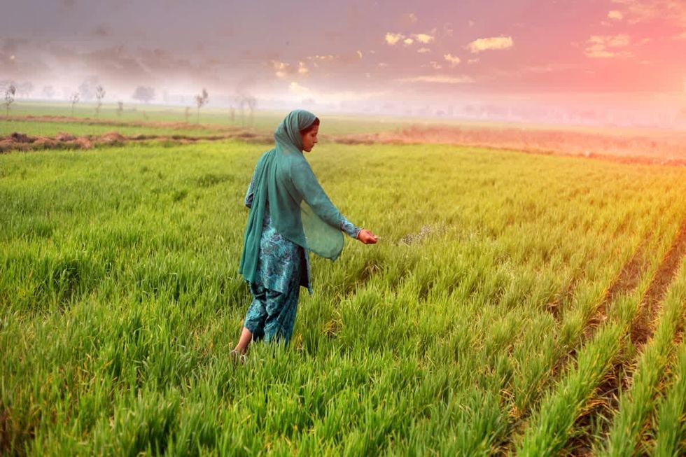 Female farmer Spreading fertilizer in the wheat field during winter season under the beautiful cloudscape. (Representative Image Source: Getty Images | Pixelfusion3D)