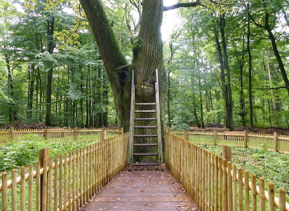 fences and ladder leading to the Bridegroom oak