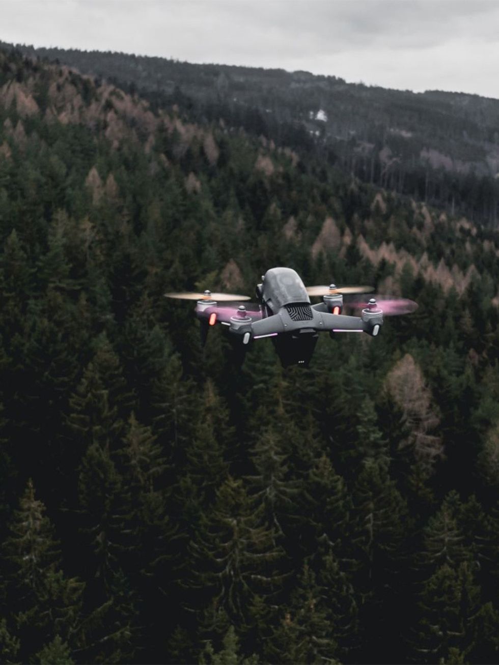 forest, deliver seeds, oak, wild cherry, native, volunteers, deforestation, illegal logging, tropical rainforest, Amazon