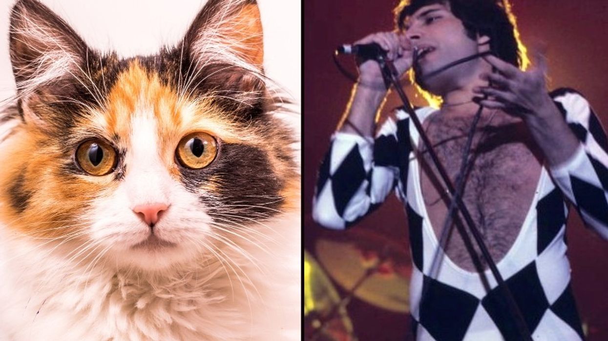 freddie mercury, queen, cats, pets, rock songs
