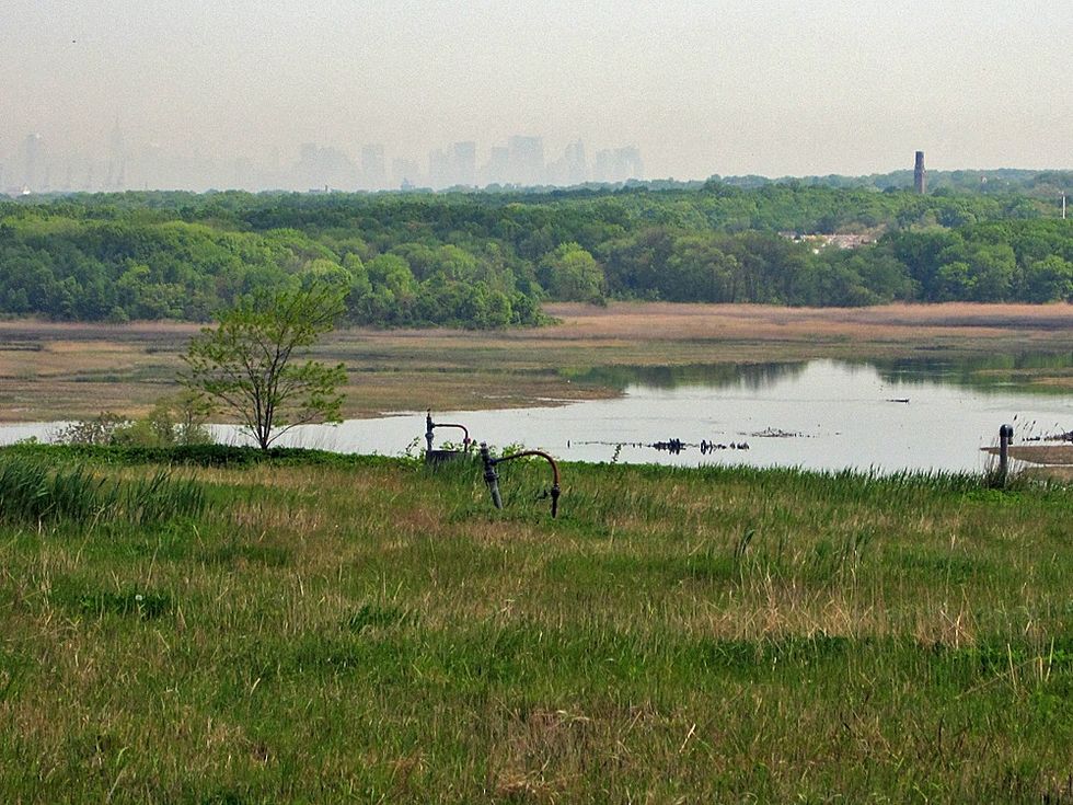 Freshkills Park, grasslands, bees, pollution, environment, flowers, pollination
