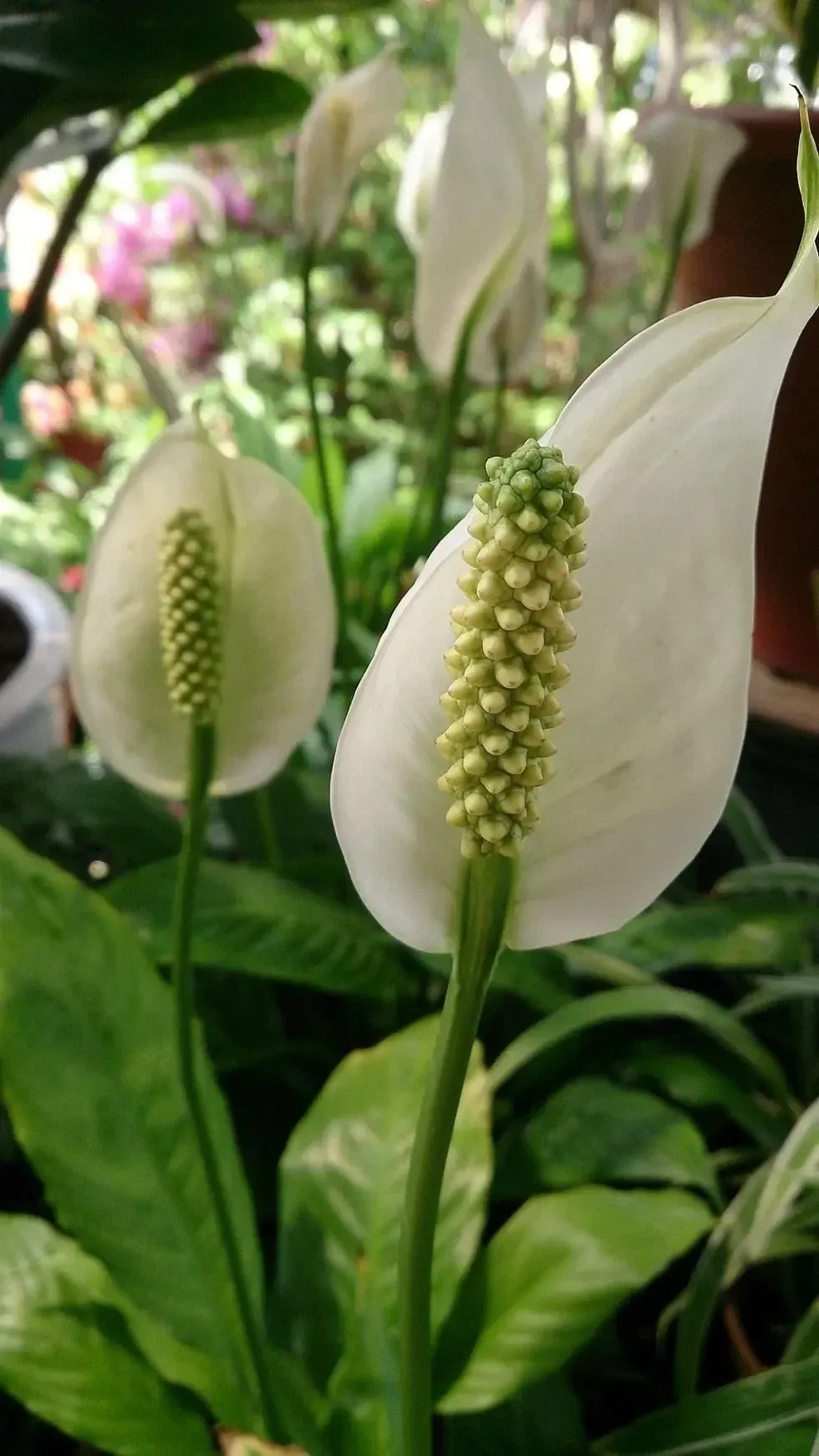 From the Araceae family.