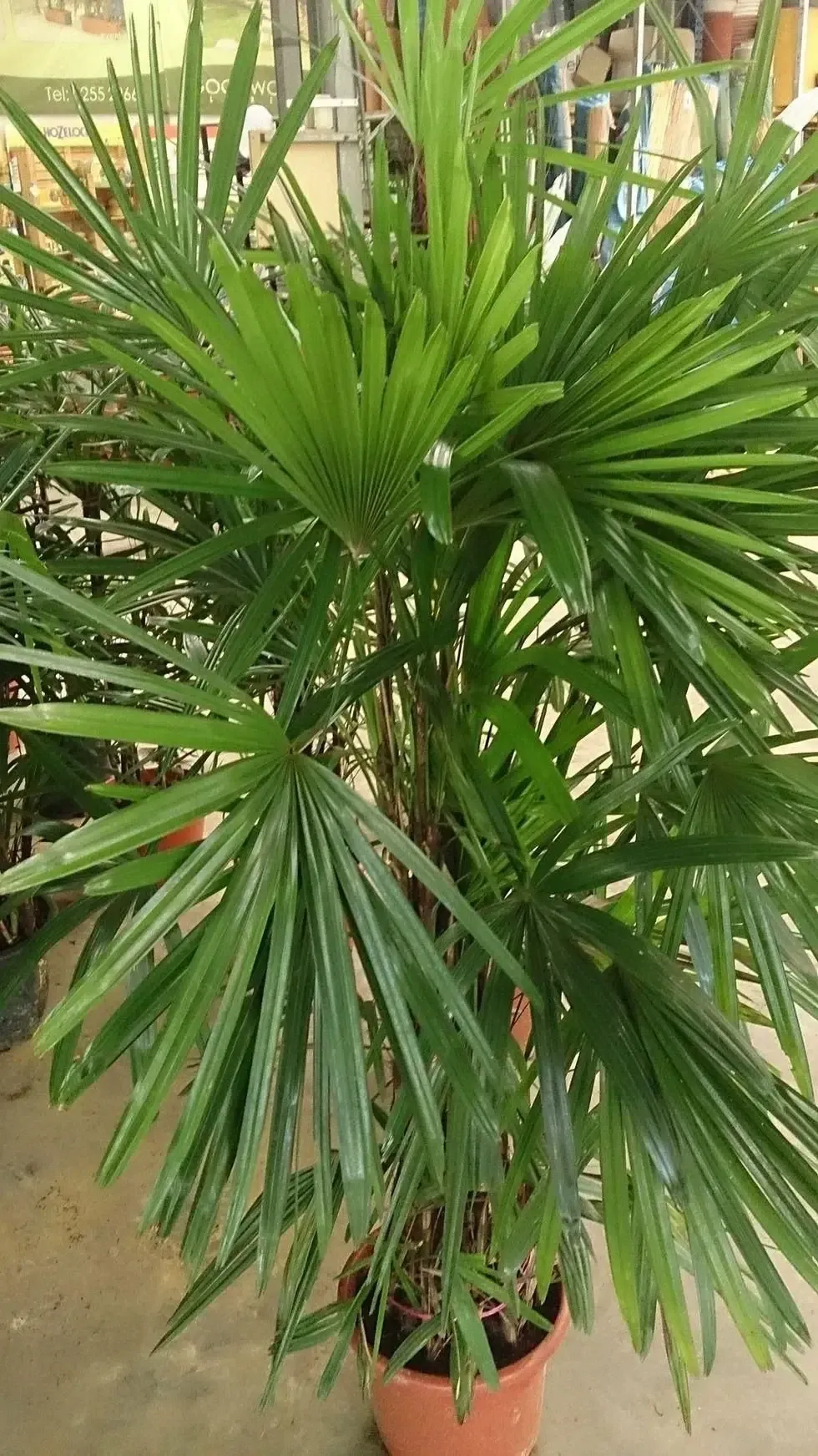 From the Arecaceae family.