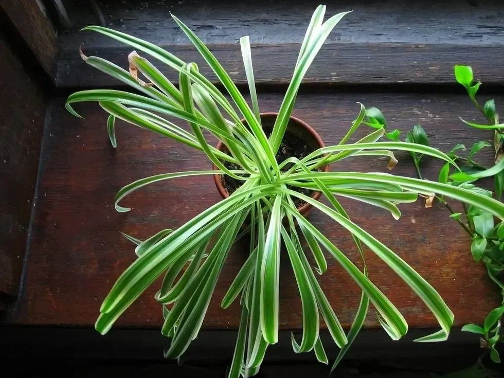 From the Asparagaceae family.