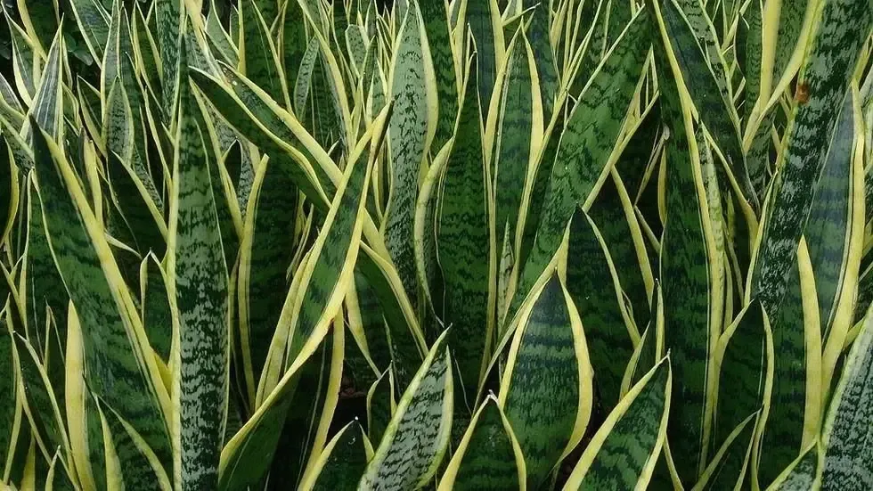 From the Asparagaceae family.
