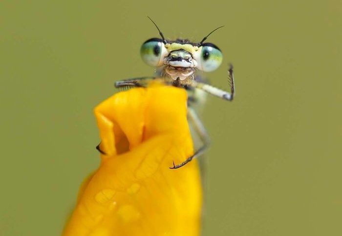 funny animal photos, comedy wildlife photography awards, 2019 wildlife photos, hilarious animal pictures, wildlife humor, funny nature moments, animal photo contest, otters, squirrels, wildlife conservation