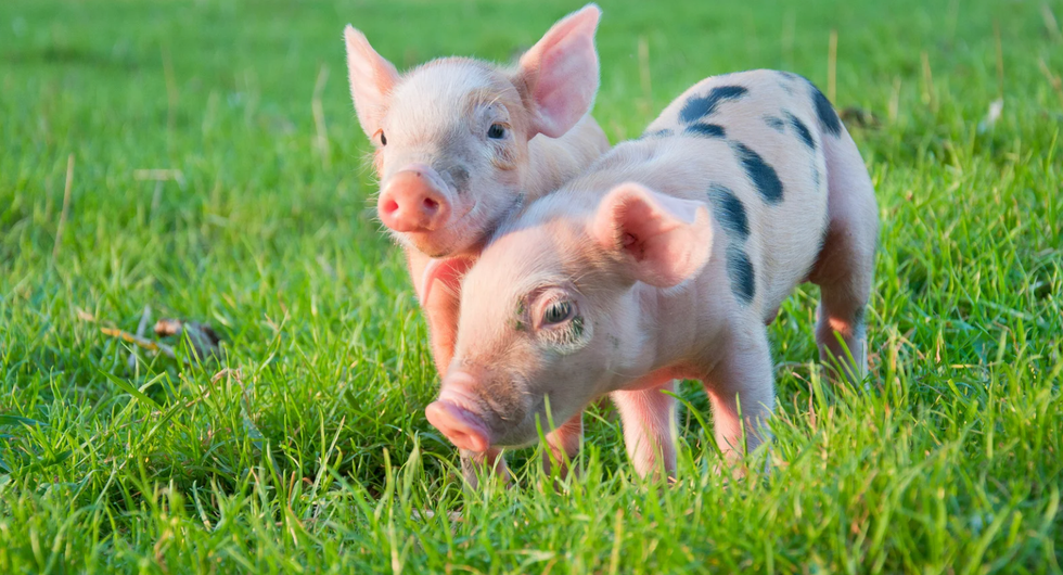 future predictions, Reddit, AskReddit, social commentary, ethics, environmentalism, healthcare reform, technology, modern life, societal progress