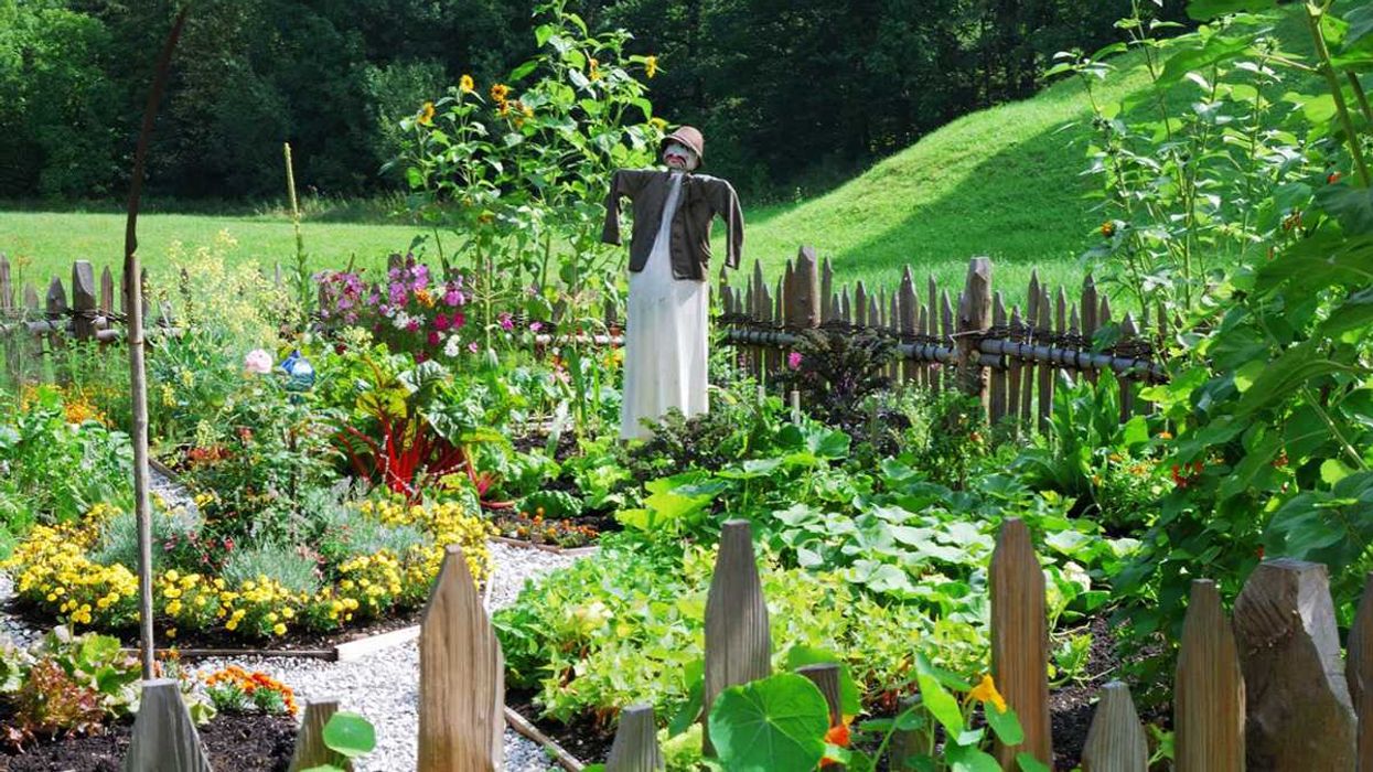 garden, vegetables, carrots, boiled water, cook, fresh veggies, preparation, roasted