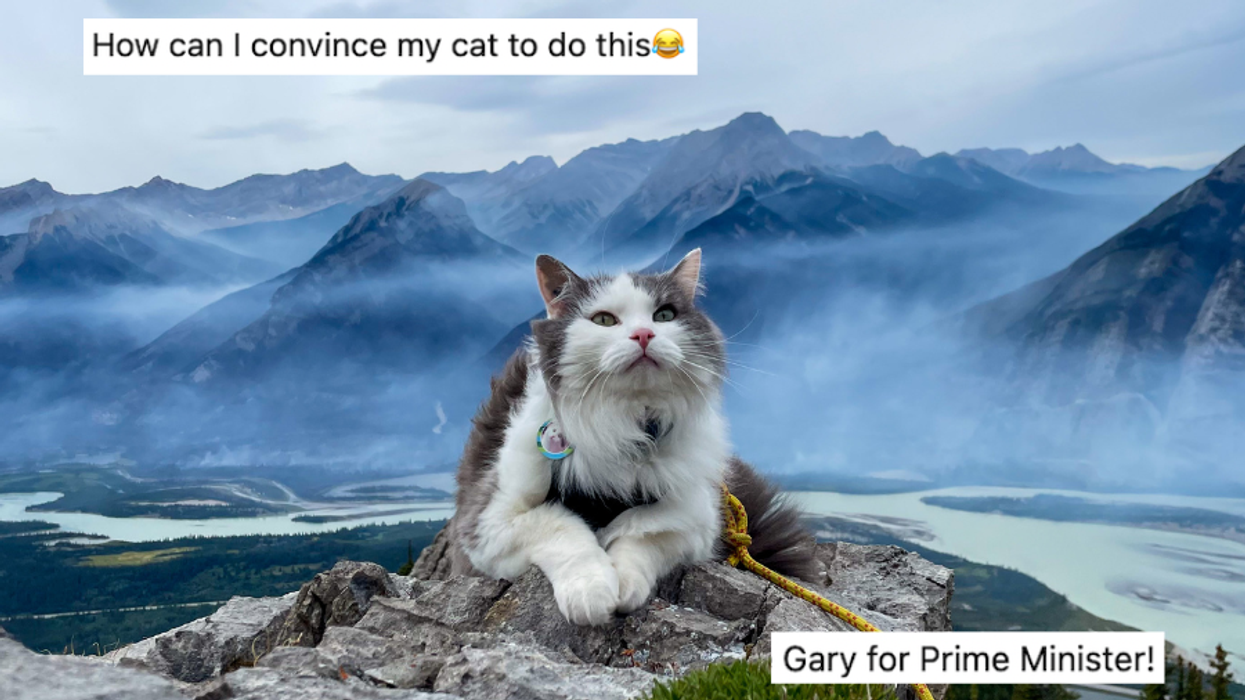 Gary the cat, pets, hiking, outdoors, nature