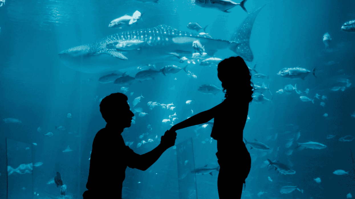Georgia Aquarium proposal, viral beluga whale, Qinu the whale, Olivia Walsh TikTok, funny proposal videos, beluga whale jaw drop, aquarium engagement