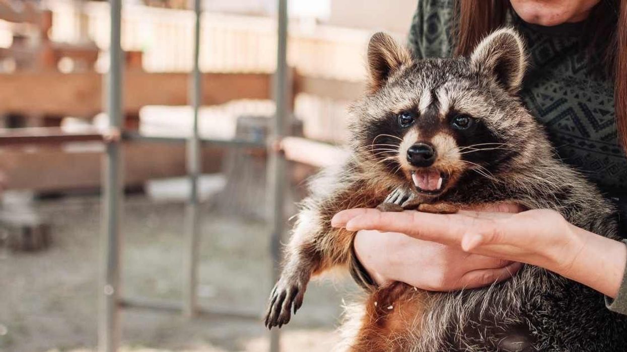 Family adopted a baby raccoon that fell out of a tree and gave her the best life ever