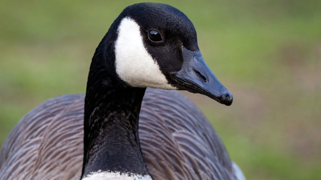 goose, Suzuki, Chicago, Chicago Cubs, Wrigley Field