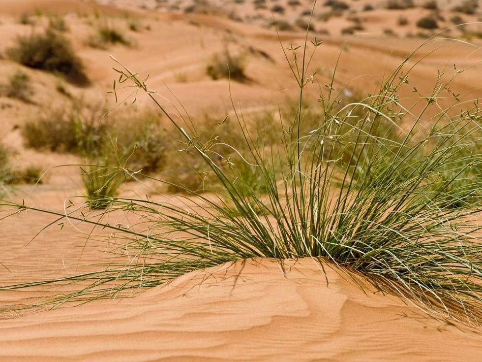 green project, Great Green Wall, regenerative projects, deforestation, inhospitable desert, vegetation, desertification, erosion