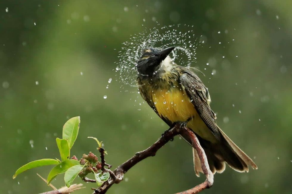 Image source: A great kiskadee shakes water from its feathers during a delay in play due to inclement weather in December 06, 2020, in Playa del Carmen, Mexico. (Photo by Cliff Hawkins/Getty Images)