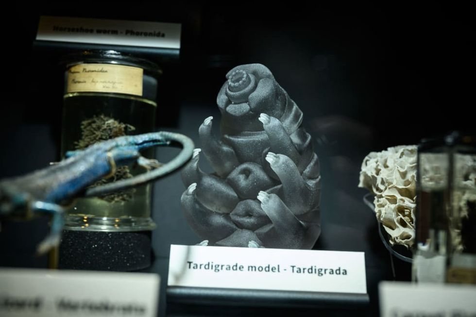 Image Source: A model tardigrade is seen in a display case at The Grant Museum on February 20, 2024, in London, England. (Photo by Leon Neal/Getty Images)