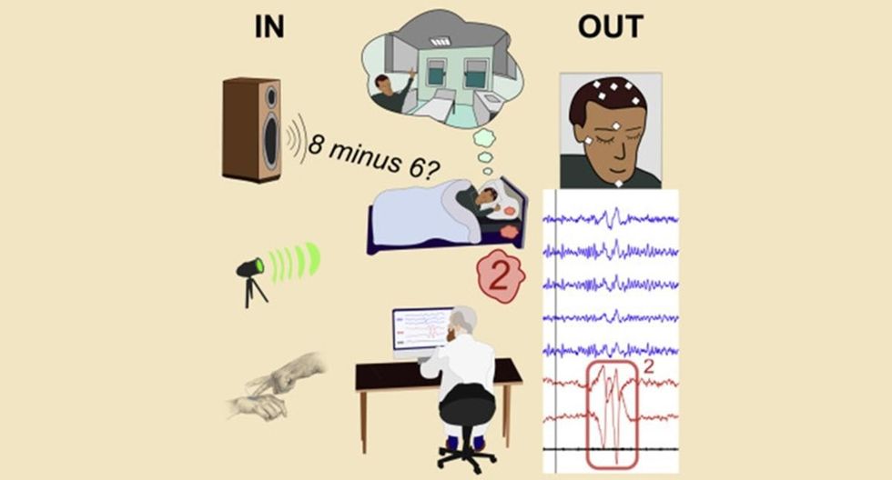 Image Source: Current Biology journal