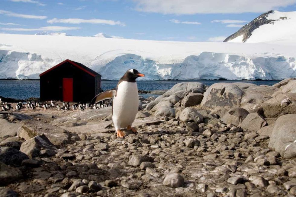 Image Source: Gentoo Penguins walk around the British base in Antarctica