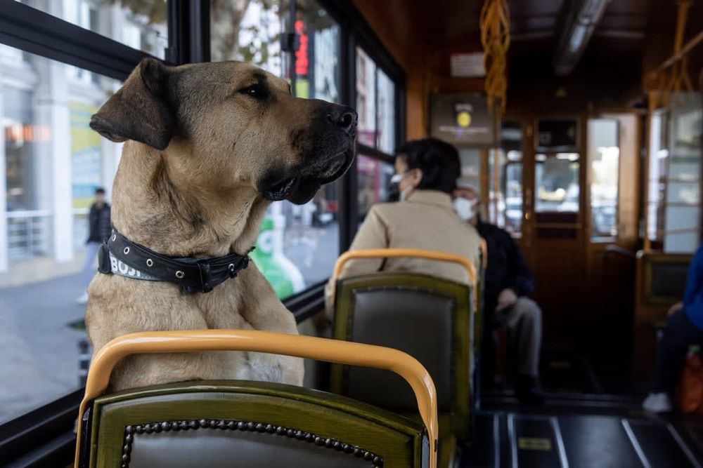 How to Prepare Dogs for Public Transport Rides Like Metro And Buses: Essential Tips