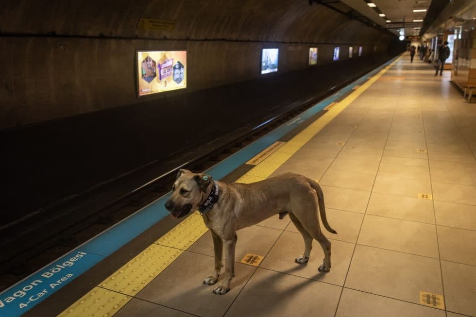 Image Source: Getty Images | Photo by Chris McGrath/Getty Images