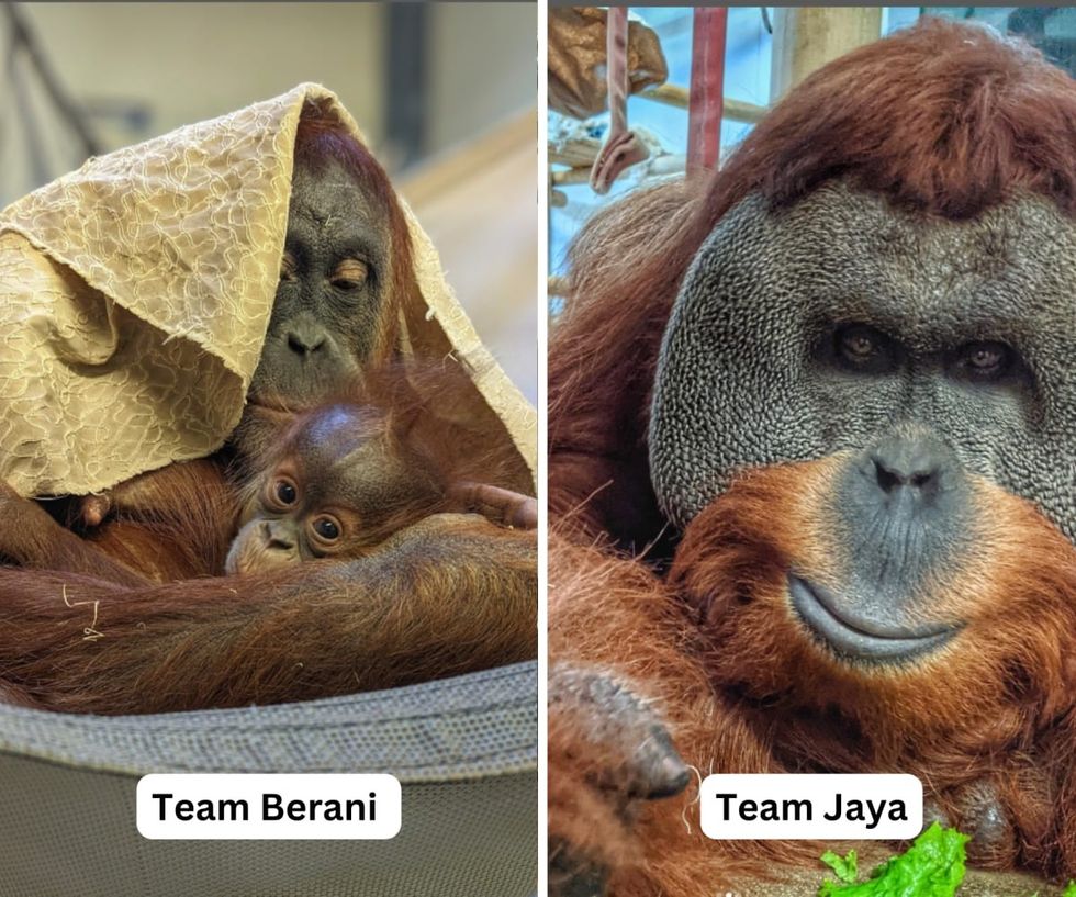 Image Source: Instagram | @denverzoo