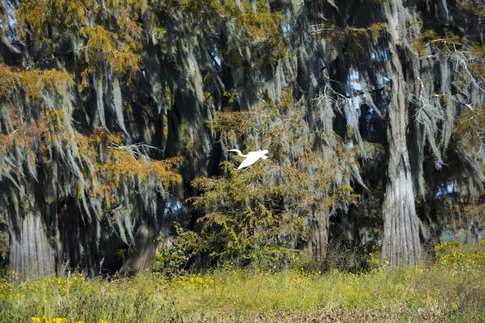 Image Source: Large Egret flying by Bald cypress trees (Photo by Tim Graham/Getty Images)