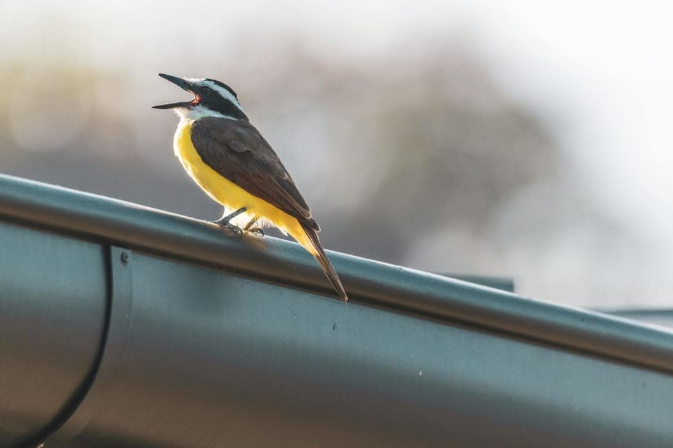 Image source: Pexels |Photo by Samuel Sweet