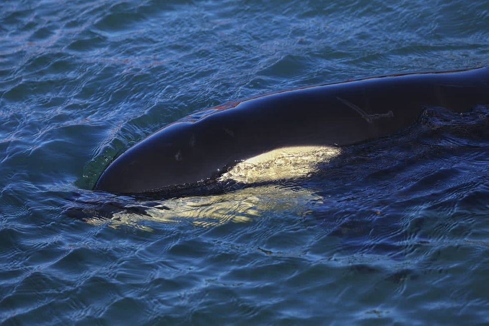 Image Source: Toa the orca swims around a makeshift enclosure at Plimmerton Boating Club on July 14, 2021 in Wellington, New Zealand. (Photo by Hagen Hopkins/Getty Images)