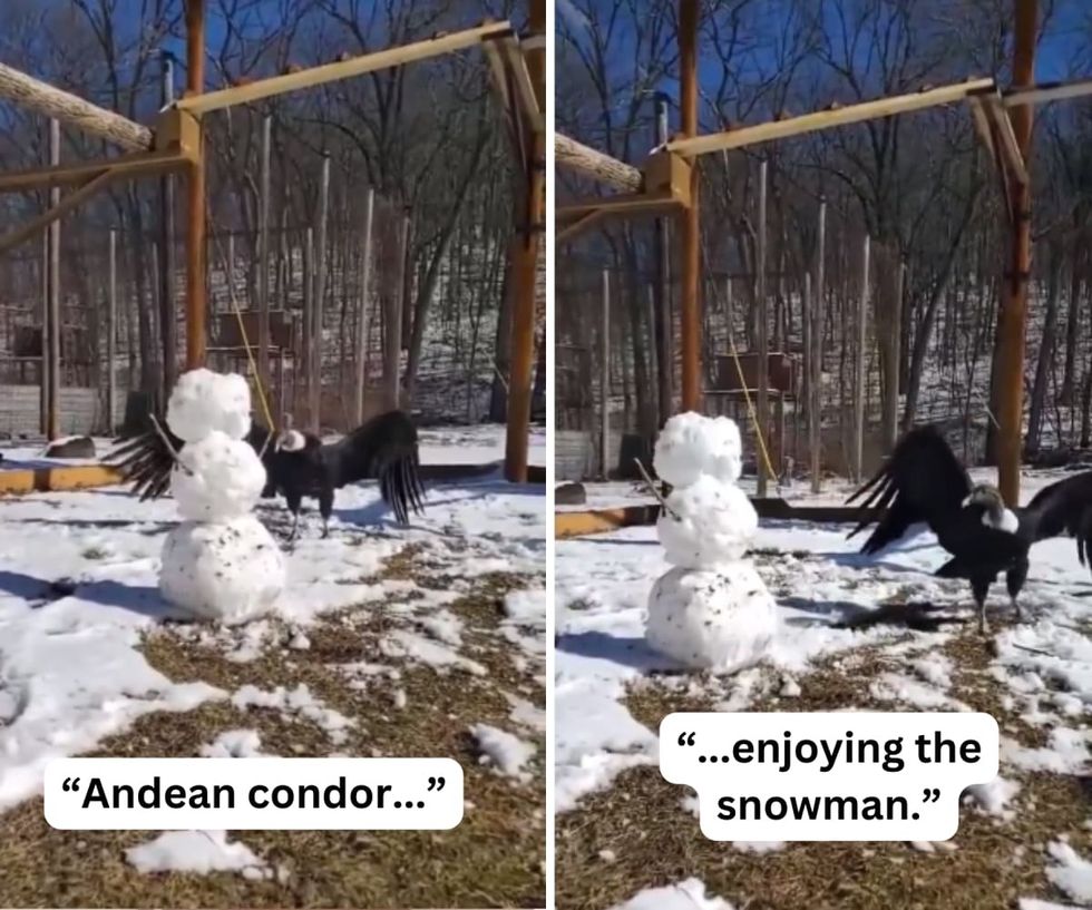 Image Source: Twitter | WBSSTL